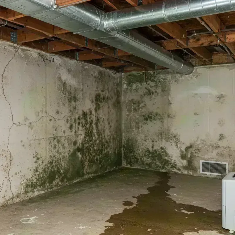 Professional Mold Removal in Bowling Green, MO